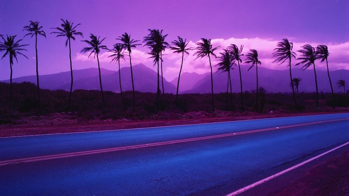 Palm trees on a road at sunset