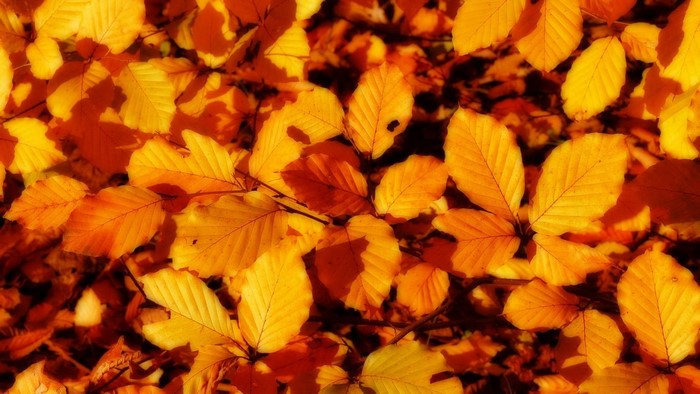 Close-up of yellow and orange autumn leaves