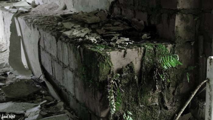 Ruins of an old building with moss and ferns