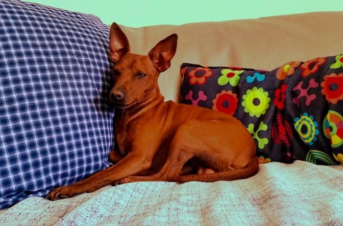 Brown Miniature Pinscher dog resting on a couch