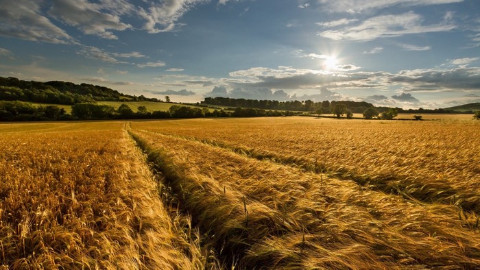 Golden wheat field under a sunny sky
