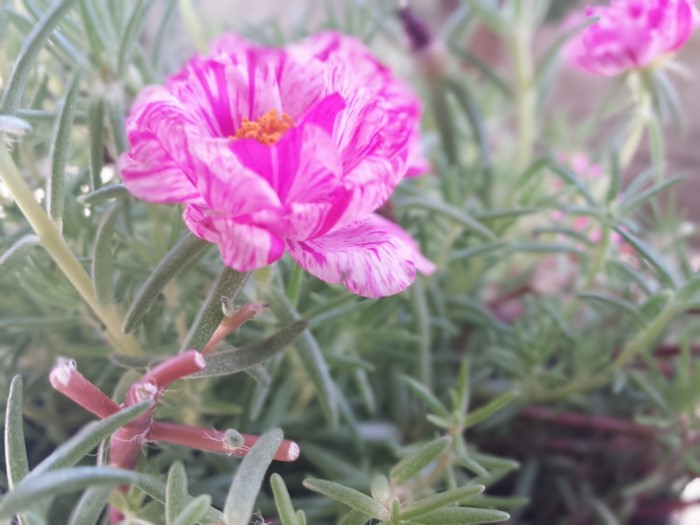 Pink and white striped flower with green foliage