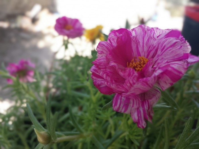 Pink and white striped flower with green leaves