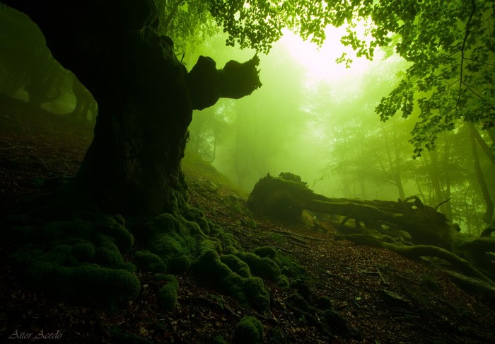 Misty forest with moss-covered trees and fallen logs