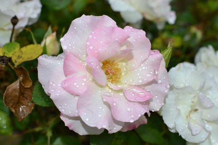 Pink and white rose with water droplets