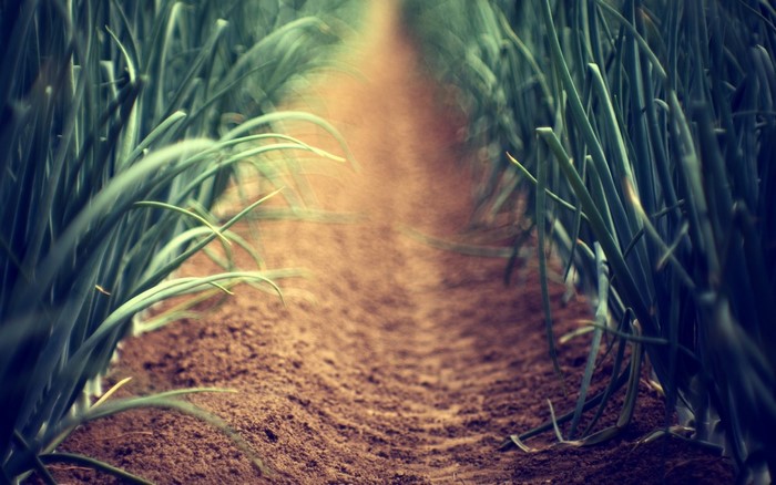 Close up of a dirt path between rows of green plants