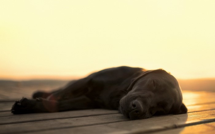 A black dog sleeps on a wooden surface at sunset