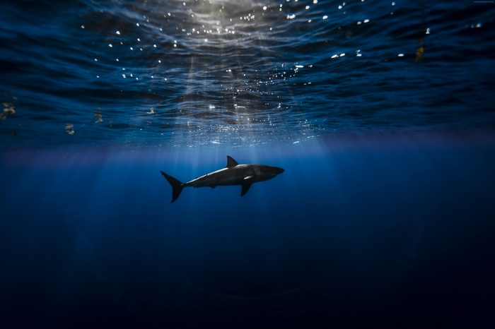 Shark swimming in the Atlantic Ocean underwater