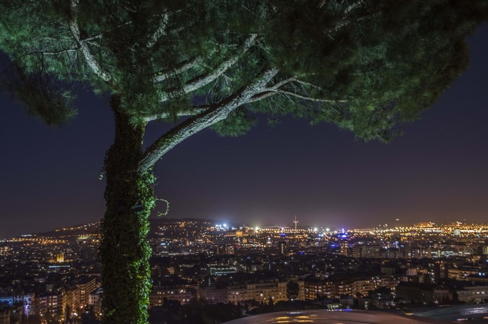 Cityscape at night with a tree in the foreground