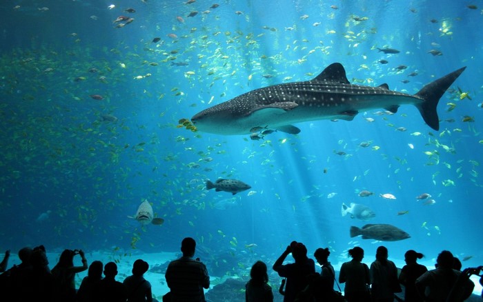Whale shark swimming with fish in a large aquarium