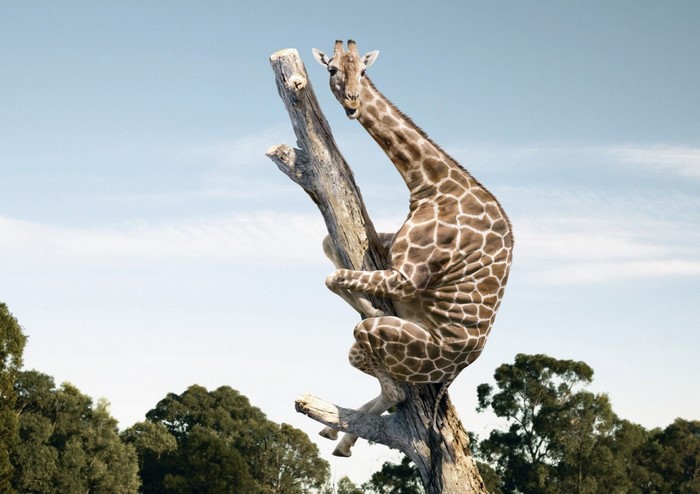 Giraffe sitting on a dead tree trunk