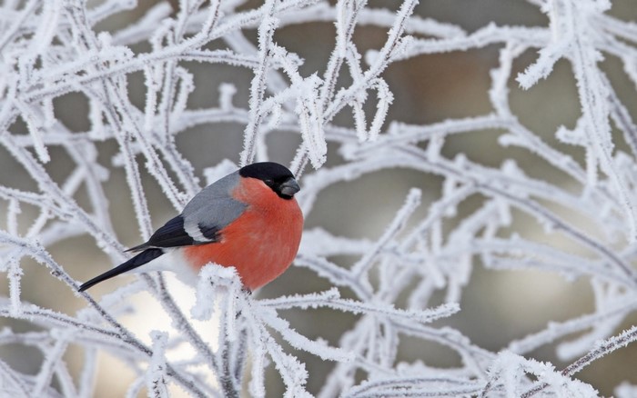 Bullfinch Perched on Frosty Winter Branch