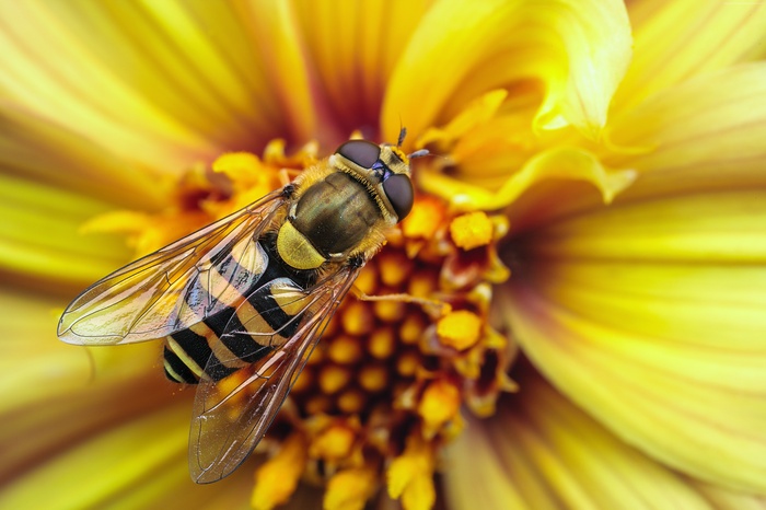 Hoverfly on a yellow flower