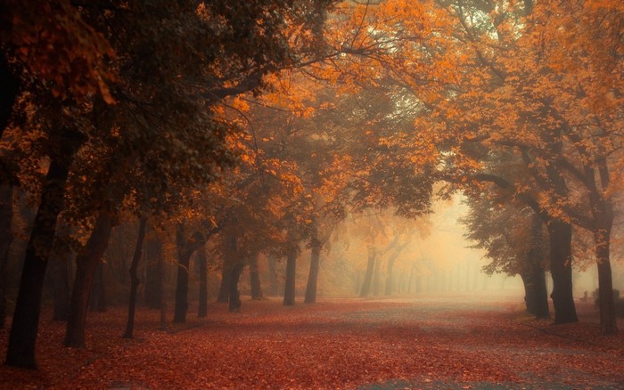 Autumn forest path with fallen leaves and mist