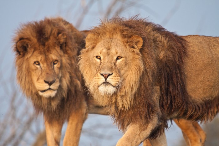 Two male lions with manes in the wild