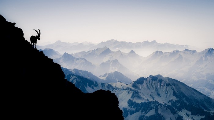 Silhouette of an ibex on a mountain ridge with misty mountains in the background