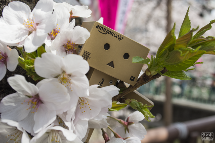Danbo robot with Amazon logo among cherry blossoms