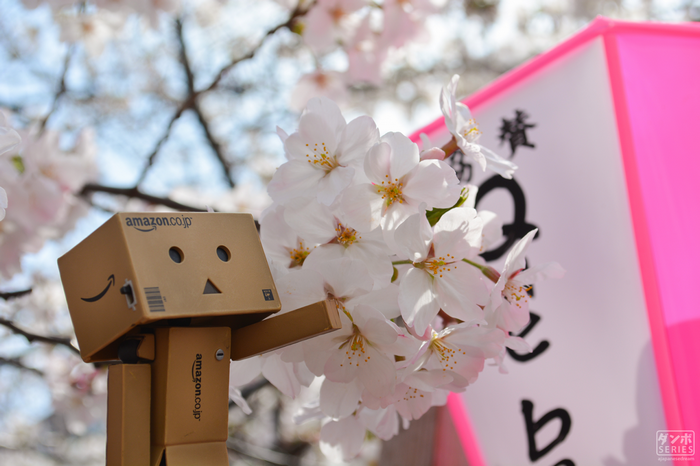 Danbo toy with Amazon logo near cherry blossoms