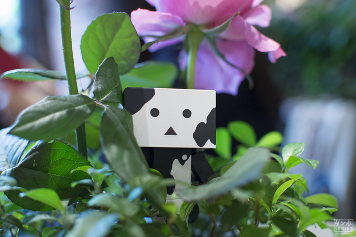 Danbo toy figure among green leaves and pink rose