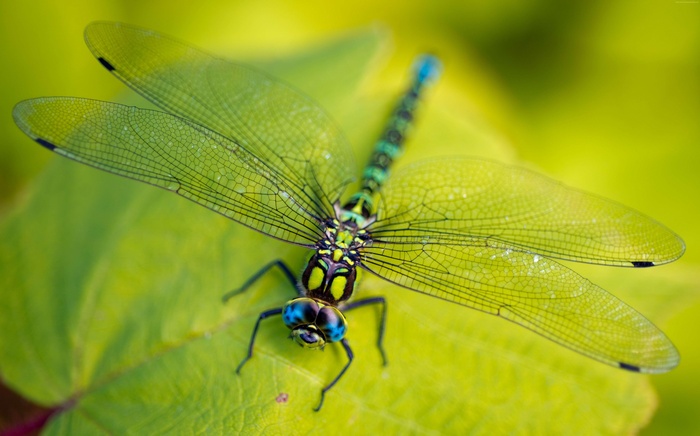Dragonfly with green wings on a leaf
