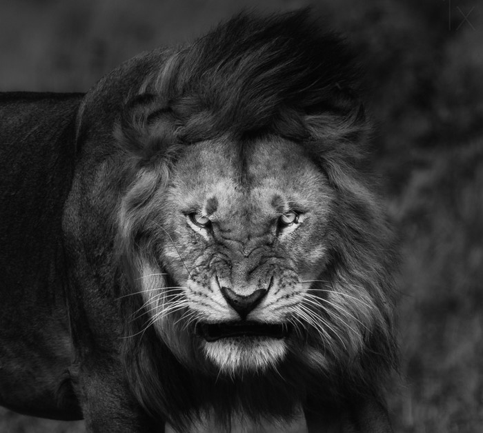 Close up of an angry lion with a mane