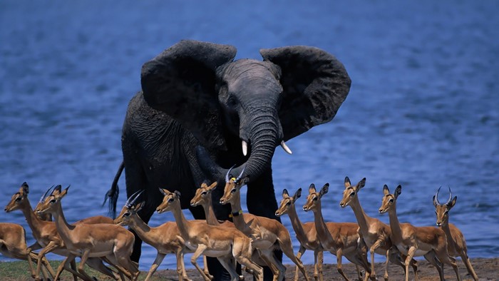Elephant and impalas by the water in Botswana