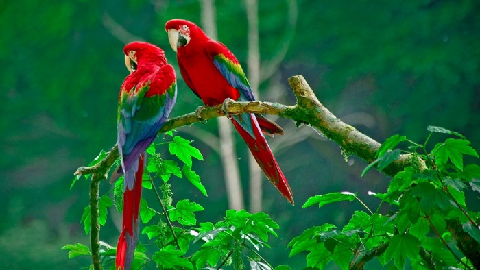 Two red macaws perched on a branch in a jungle