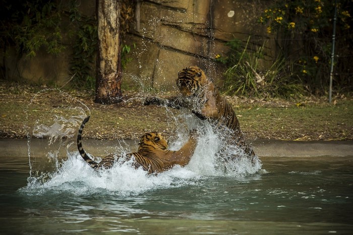 Two tigers fighting in water with splashes