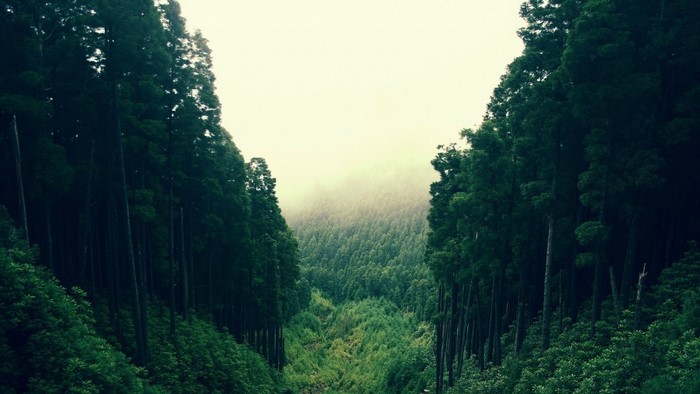 Dense forest valley with mist and fog