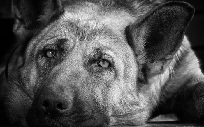 Close up of a German Shepherd dog's face