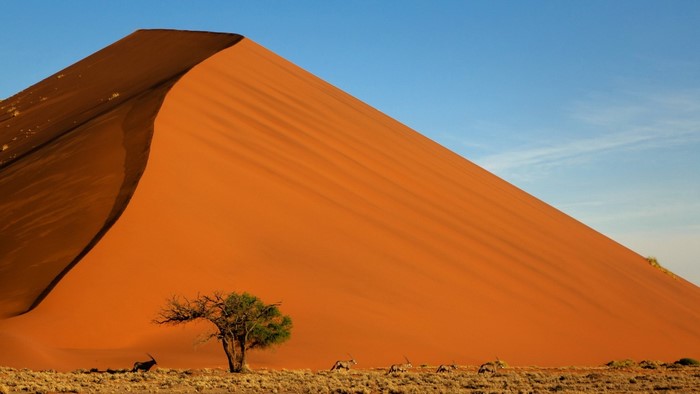 Oryx antelopes and a tree in a desert dune landscape