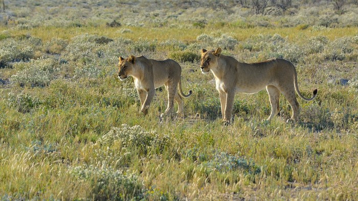 Two lions walking in a grassy savannah in Namibia