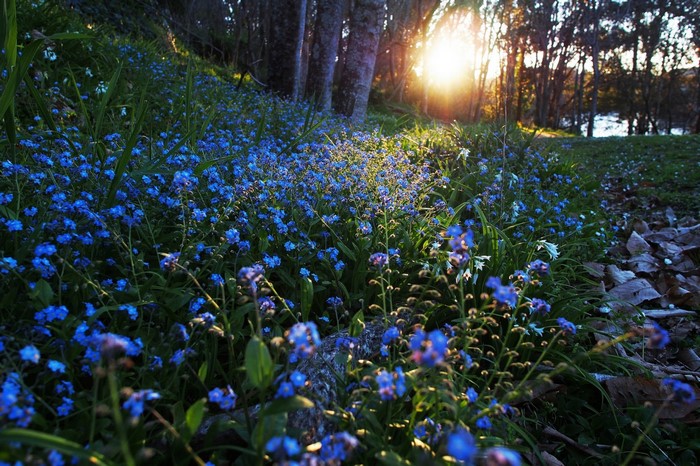 Sunlit Forest Floor with Blue Forget-Me-Nots