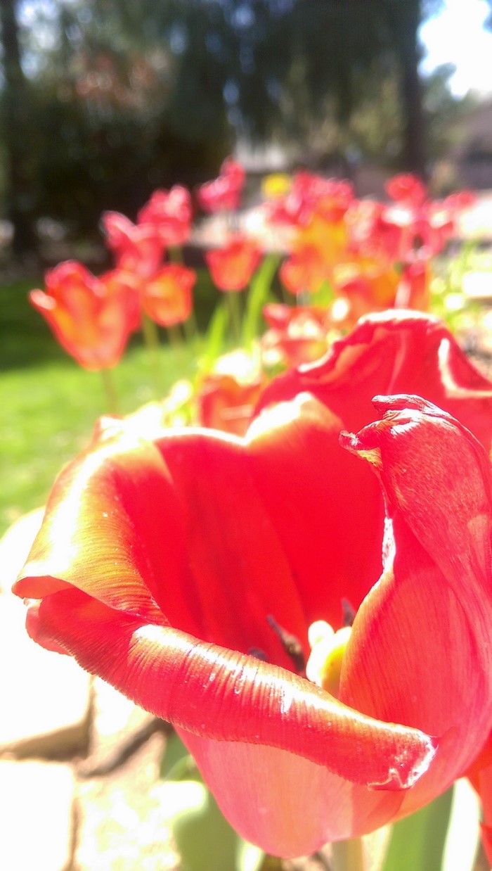 Close-up of red tulips in a garden