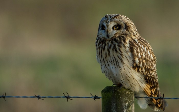Majestic Owl Perched on Fence Post