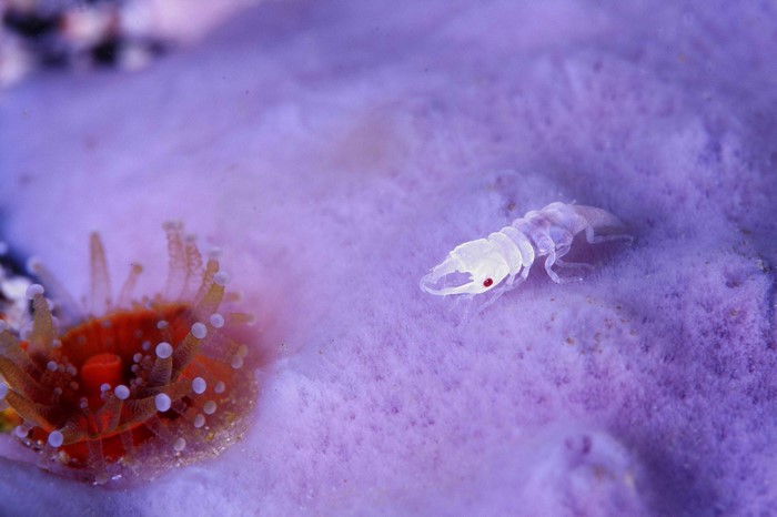 Small crustacean with red eyes on purple sponge near sea anemone