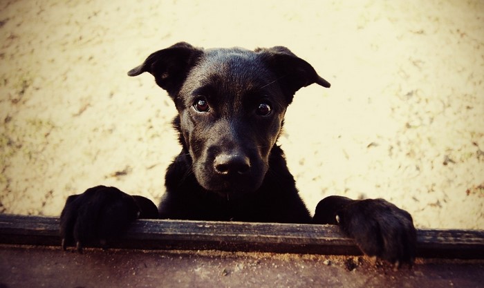 Black puppy with paws on a wooden fence