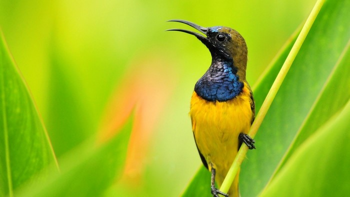 Yellow and blue bird perched on a green stem