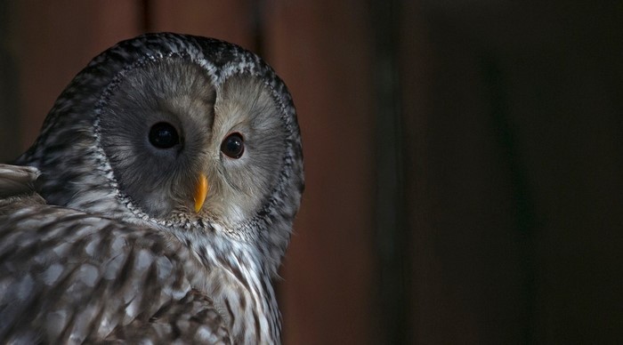 Close up of a Great Grey Owl