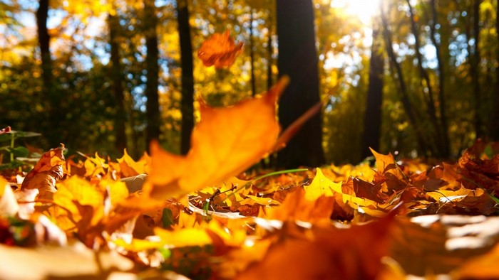 Autumn forest floor with falling leaves in sunlight
