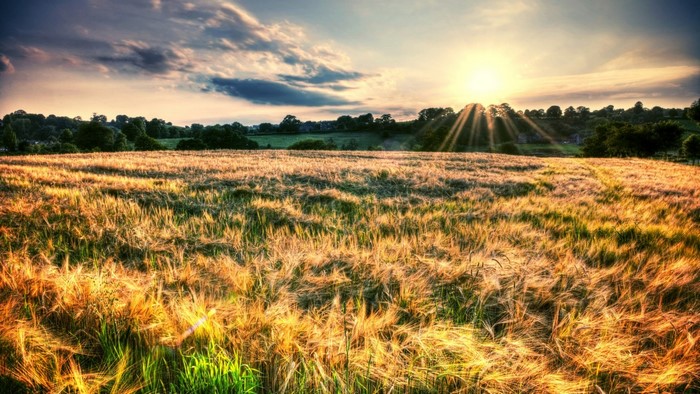 Golden field at sunset with sun rays