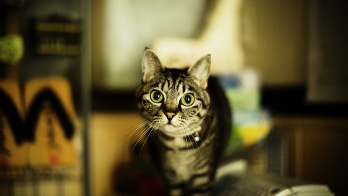 Tabby cat with green eyes looking at the camera