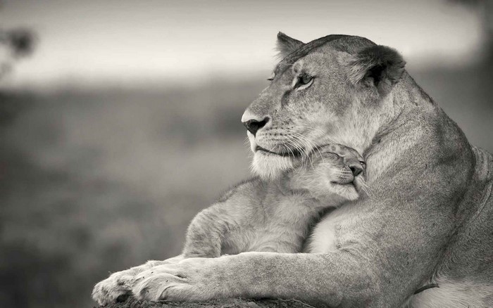 Monochrome photo of a mother lion hugging her cub