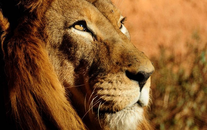 Close up of a male lion's face