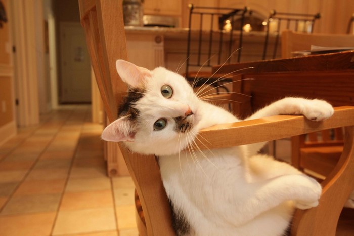 A white cat with green eyes rests on a wooden chair