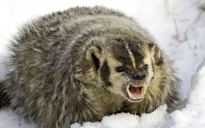 Angry badger snarling in the snow