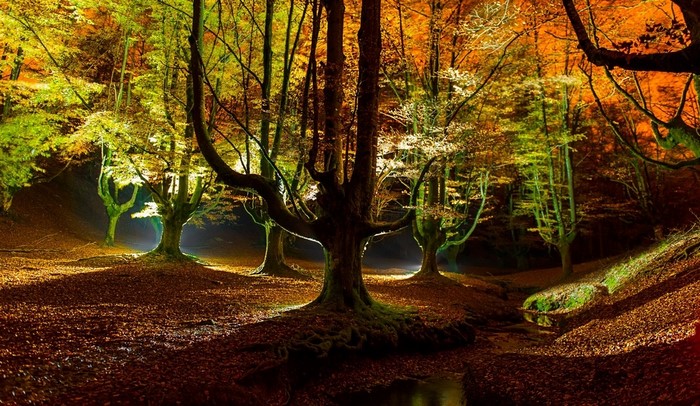 Illuminated autumn forest with fallen leaves
