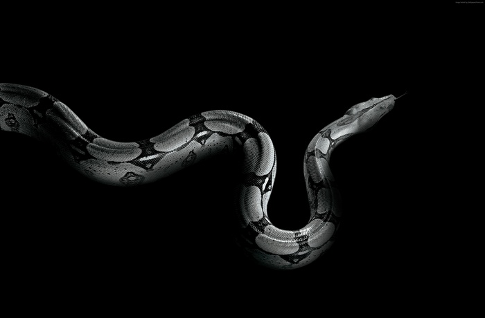 A Boa Constrictor Snake on a Black Background
