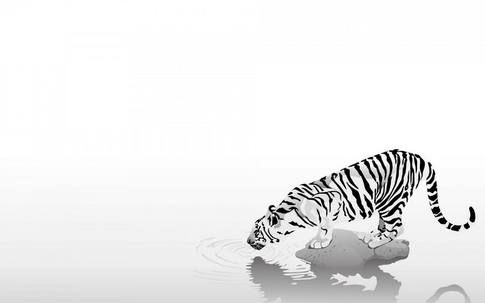 Black and white illustration of a tiger drinking water