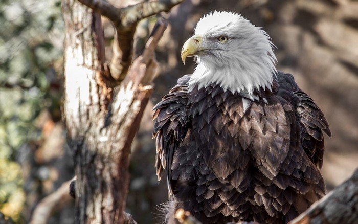 Bald eagle perched on a tree branch